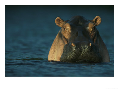 Adult Hippopotamus Standing In Water by Michael Nichols Pricing Limited Edition Print image