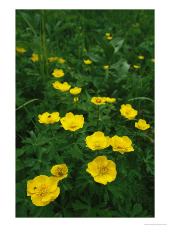 Yellow Wildflowers Blooming In Lush Green Foliage by Klaus Nigge Pricing Limited Edition Print image