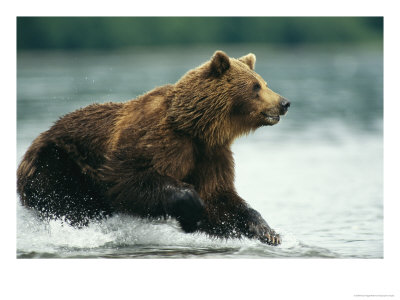 A Brown Bear Rushing Through Water While Hunting For Salmon by Klaus Nigge Pricing Limited Edition Print image
