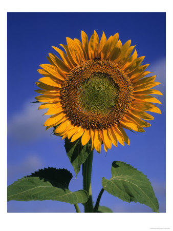 Sunflower by Eric Horan Pricing Limited Edition Print image