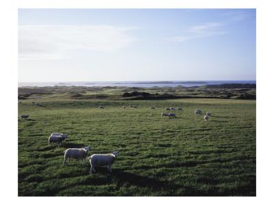 Sheep Grazing At Royal Portrush Golf Club by Stephen Szurlej Pricing Limited Edition Print image