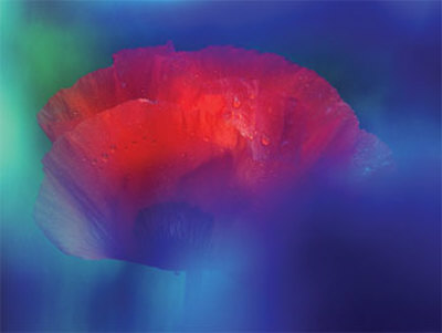 Mohn Ii by Ricarda Grothey Pricing Limited Edition Print image