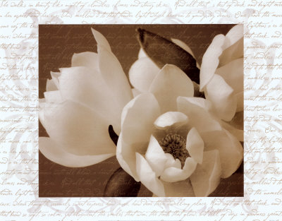 Winter Magnolia Ii by Tony Stuart Pricing Limited Edition Print image