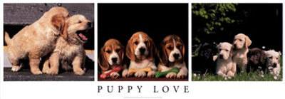 Puppy Love by Adriano Bacchella Pricing Limited Edition Print image