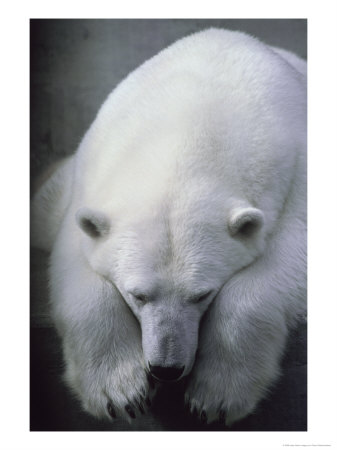 Polar Bear Lying Down by Stuart Westmoreland Pricing Limited Edition Print image