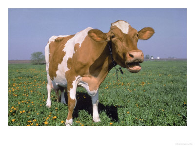 Close-Up Of Cow Mooing In A Field by Lynn M. Stone Pricing Limited Edition Print image