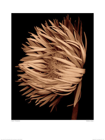 Gerbera Daisy by Joyce Tenneson Pricing Limited Edition Print image