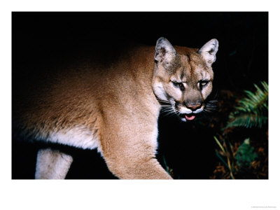 Cougar Mountain Lion (Felis Concolor) At Night, U.S.A. by Mark Newman Pricing Limited Edition Print image