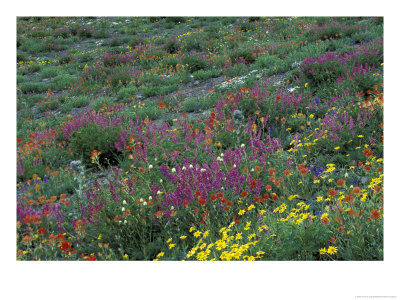 Western Sweet-Broom With Paintbrush, Arnicas, And Lupine, Olympic National Park, Washington, Usa by Jamie & Judy Wild Pricing Limited Edition Print image