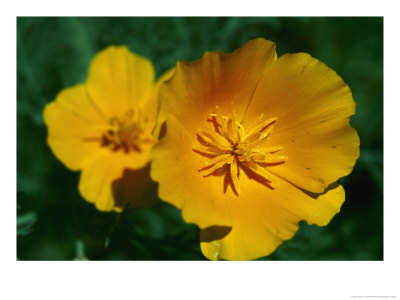 Yellow California Poppies by Taylor S. Kennedy Pricing Limited Edition Print image