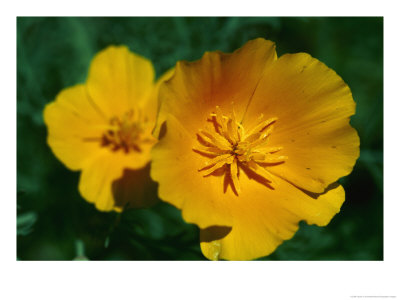 Yellow California Poppies by Taylor S. Kennedy Pricing Limited Edition Print image