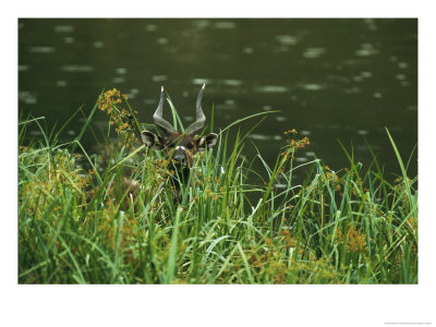 A Sitatunga Antelope In Tall Grass At The Waters Edge by Michael Nichols Pricing Limited Edition Print image