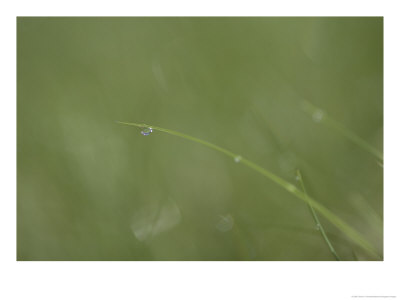 A Drop Of Dew Dangles From The End Of A Blade Of Grass In The Morning, Quebec, Canada by Taylor S. Kennedy Pricing Limited Edition Print image