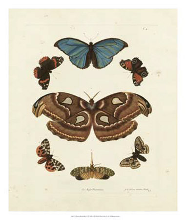 Butterflies Ii by George Wolfgang Knorr Pricing Limited Edition Print image