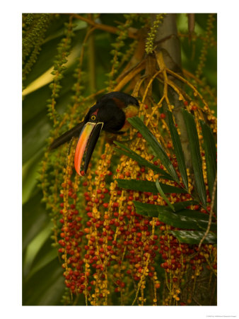 Fiery-Billed Aracari (Pteroglossus Frantzii)Eating Berry In Palm Tree by Roy Toft Pricing Limited Edition Print image