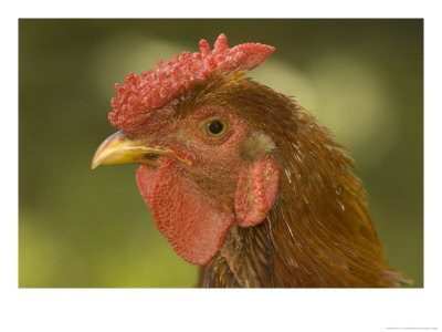 A Close View Of The Head Of A Chicken by Darlyne A. Murawski Pricing Limited Edition Print image