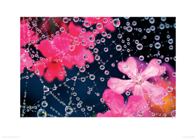 Dewy Web by Anon Pricing Limited Edition Print image