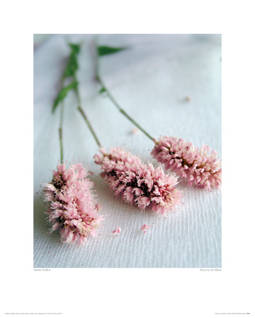 Douceur Du Matin by Amelie Vuillon Pricing Limited Edition Print image
