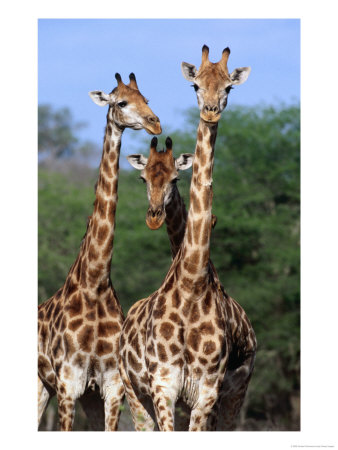Three Giraffes (Giraffa Camelopardalis) Standing Together, Kruger National Park, South Africa by Andrew Parkinson Pricing Limited Edition Print image