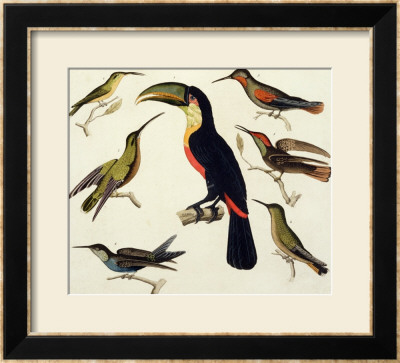 Native Birds, Including The Toucan (Centre), Amazon, Brazil, From Le Costume Ancien Et Moderne by Friedrich Alexander Humboldt Pricing Limited Edition Print image