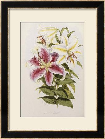 A Monograph Of The Genus Lilium, Late 19Th Century by Henry John Elwes Pricing Limited Edition Print image