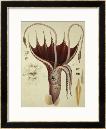 Squid, Pl.2 From Histoire Naturelle Generale Et Particuliere Des Cephalopodes Acetabuliferes by Antoine Chazal Pricing Limited Edition Print image