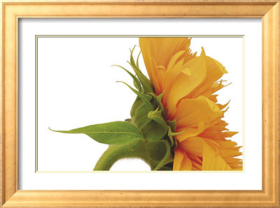Helianthus by Barbara Bordnick Pricing Limited Edition Print image