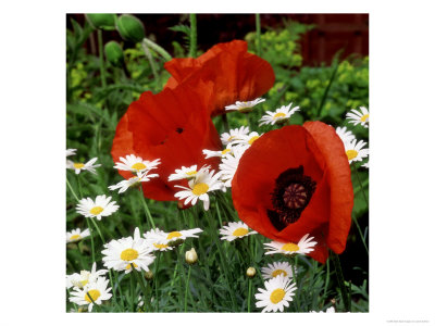 Oriental Poppy Marcus Perry And Marguerite by James Guilliam Pricing Limited Edition Print image