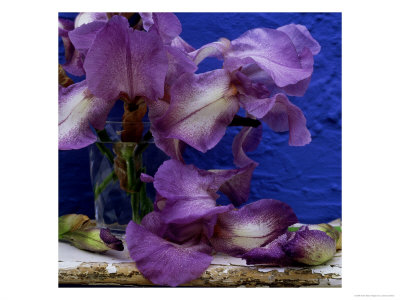 Bearded Iris Blue Shimmer, Purple And White Flowers In Glass Vase Against Blue Backdrop by James Guilliam Pricing Limited Edition Print image