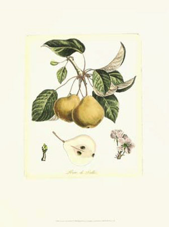 French Pear Study Ii by Francois Langlois Pricing Limited Edition Print image