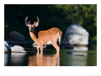 Whitetail Deer Buck In Katahdin Lake, Northern Forest, Maine, Usa by Jerry & Marcy Monkman Pricing Limited Edition Print image