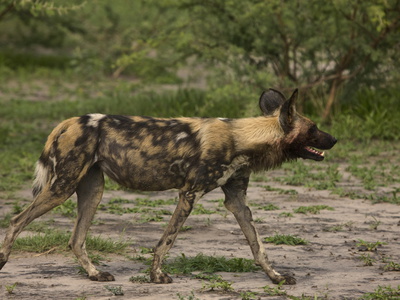 Portrait Of A Cape Hunting Dog, Lycaon Pictus by Beverly Joubert Pricing Limited Edition Print image