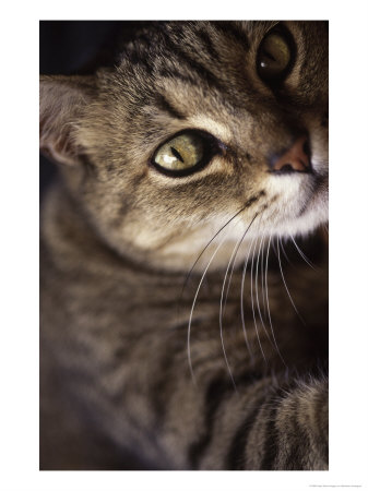 Close-Up Of A Cat by Bartomeu Amengual Pricing Limited Edition Print image