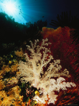 Reef Scene With View Of Soft Coral Feeding With Polyps Extended by Tim Laman Pricing Limited Edition Print image