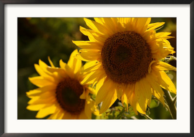 Sunflowers In Prairie Fields by Keith Levit Pricing Limited Edition Print image