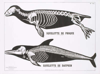 Seal Skeleton Teaching Chart by Deyrolle Pricing Limited Edition Print image