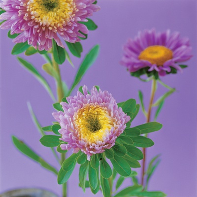 Purple And Yellow Chrysanthemums With Green Leaves by Heide Benser Pricing Limited Edition Print image