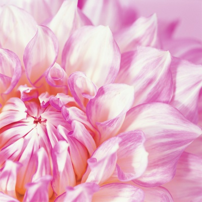 Pink Dahlia by Heide Benser Pricing Limited Edition Print image
