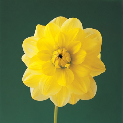Bright Yellow Dahlia by Heide Benser Pricing Limited Edition Print image