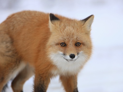 Close-Up View Of Red Fox On Snow  Yukon  Canada by Robert Postma Pricing Limited Edition Print image