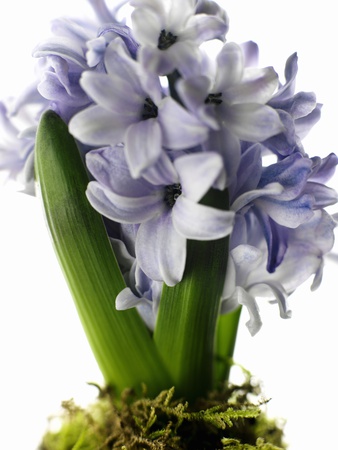 Close-Up View Of Hyacinth by Simon Brown Pricing Limited Edition Print image