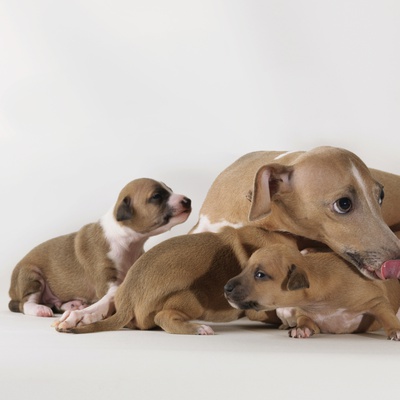 Dog With 3 1-Week-Old Puppies by Jens Lucking Pricing Limited Edition Print image