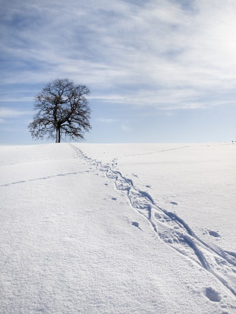 Snow Shoe Tracks In Snow by Lilian Henglein Pricing Limited Edition Print image