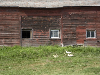 Flock Of Geese Walking By Old Barn by Laurie Rhodes Pricing Limited Edition Print image