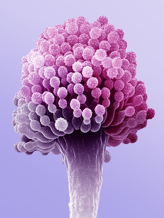 Fungus Aspergillus by David Phillips Pricing Limited Edition Print image