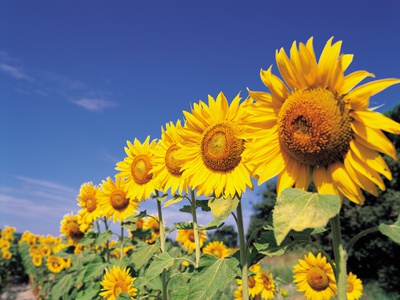 Line Of Sunflowers by Machiko Ito Pricing Limited Edition Print image