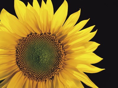 Sunflower On A Black Background by Masa-Aki Horimachi Pricing Limited Edition Print image