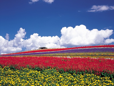 Wide Open Meadow Of Colourful Flowers by Masa-Aki Horimachi Pricing Limited Edition Print image