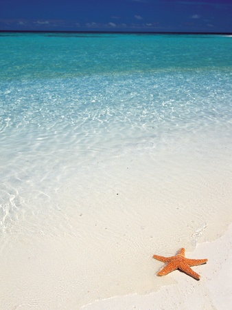 Starfish On Beach by Dan Merkel Pricing Limited Edition Print image