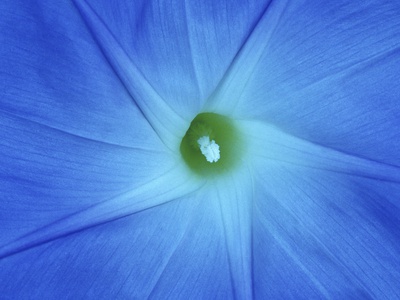 Morning Glory Blossom, Winnipeg, Manitoba, Canada. by Mike Grandmaison Pricing Limited Edition Print image